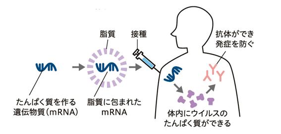 mRNAワクチンの仕組み [10]